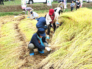 福島の産地に行って組合員が稲刈りした（写真提供＝東海コープ事業連合）